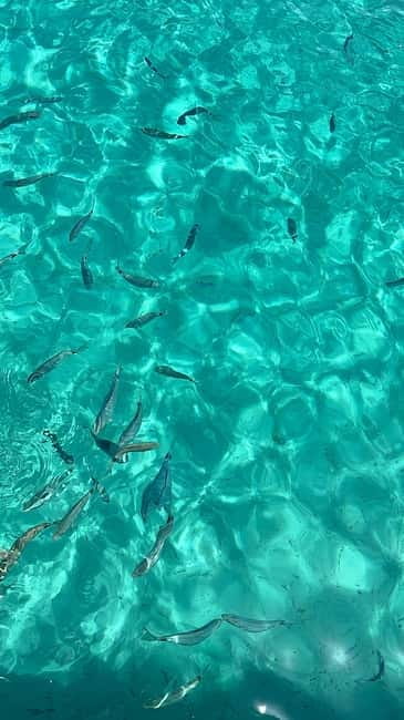 Zadar: Relaxing island getaway by speedboat with wine& fruit - The Speedboat: Fast, Safe, and Fun