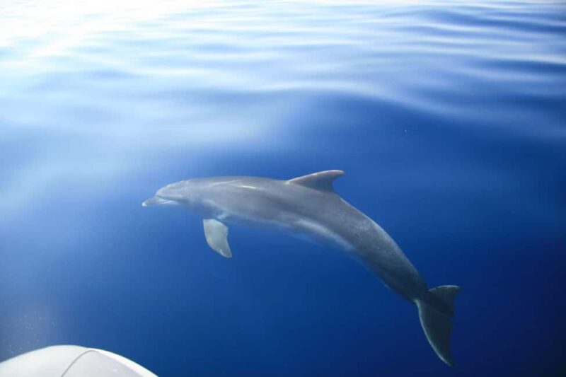 Zadar:Speedboat Tour Thrill Ride with Snorkeling on 3 island - The Role of the Tour Guide: Friendly, Knowledgeable, and Attentive