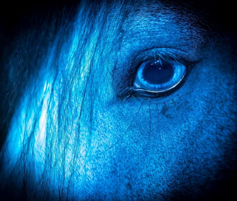 Zagal Cabaret - A one-of-a-kind equestrian show - The Spectacular Performances: Acrobatics, Stunts, and Dressage