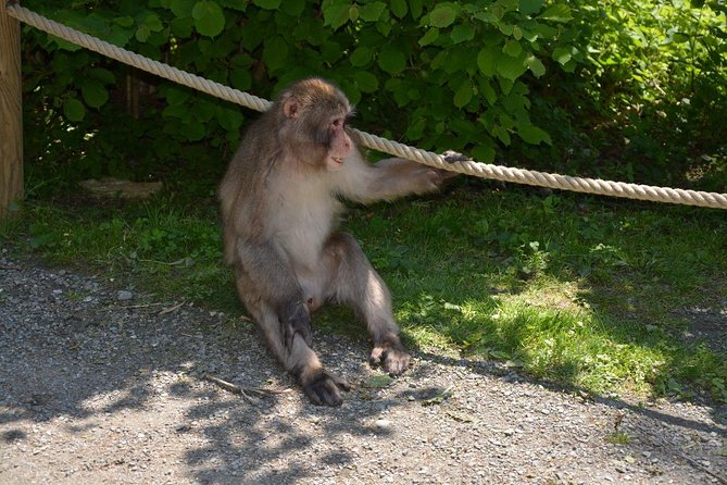 Zagreb - Monkey Park (Affenberg) - Klagenfurt - Minimudus - A Glimpse of the Service Quality and Additional Experiences