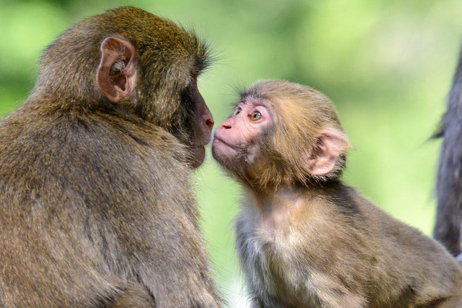 Zagreb - Monkey Park (Affenberg) - Klagenfurt - Minimudus - Who Will Enjoy This Tour Most?