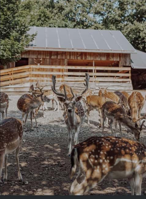 Zagreb: Plitvice Lakes, War History, and Wildlife Tour - The Turanj Museum and Croatia’s Military Heritage