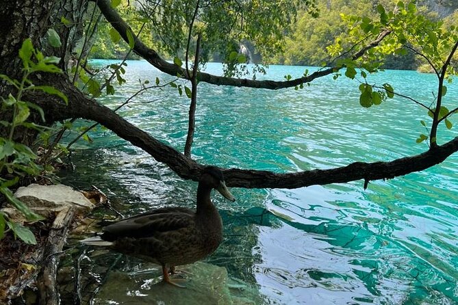 Zagreb: Plitvice Lakes With Secured Tickets, Boat And Train Ride - Who Will Appreciate This Tour Most?