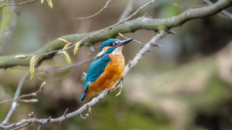 Zagreb: Science Tours, Zagreat Outdoors - Exploring Maksimir Park with a Birdwatching Guide