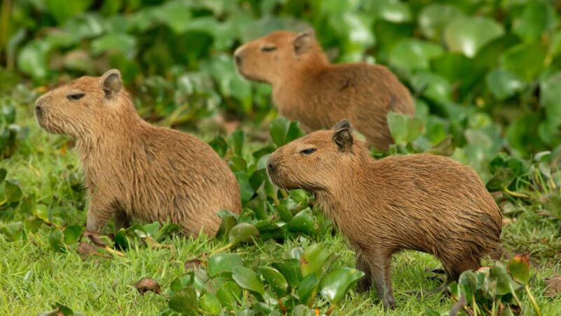 Zagreb: Science Tours, Zagreat Outdoors - Zagreb Zoo: A Self-Guided Exploration