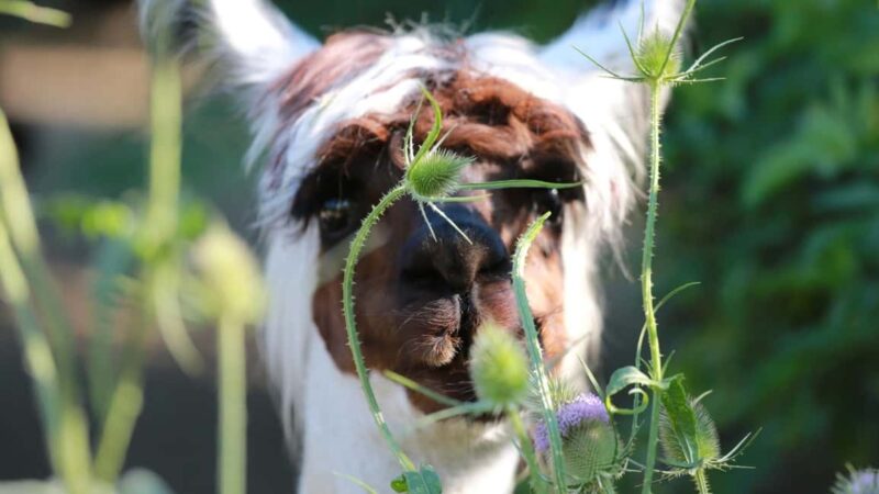 Zagreb: Science Tours, Zagreat Outdoors - Frequently Asked Questions