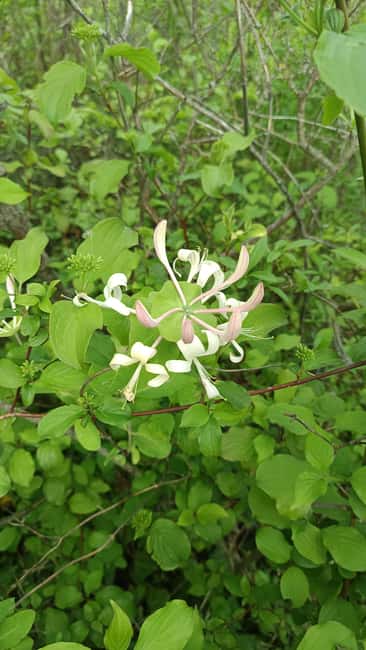 Zagreb through plants: an urban and botanical walk - Key Points