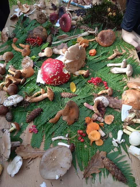 Zagreb through plants: an urban and botanical walk - Stories Behind Wild Plants and Their Names