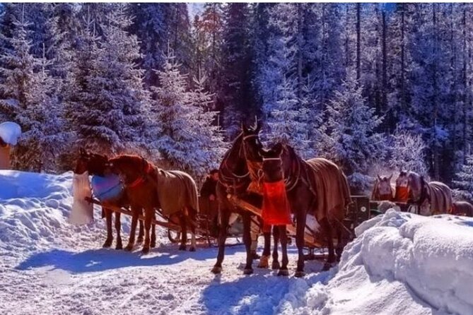 Zakopane Sleigh Ride in Tatra Mountains - Key Points