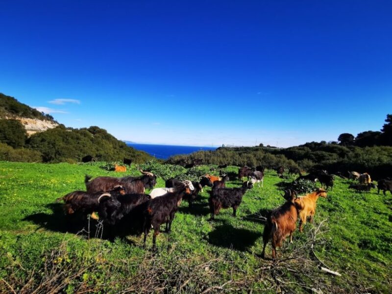 Zakynthos: early morning Shipwreck,Blue Caves and view point - Practical Details and What to Bring