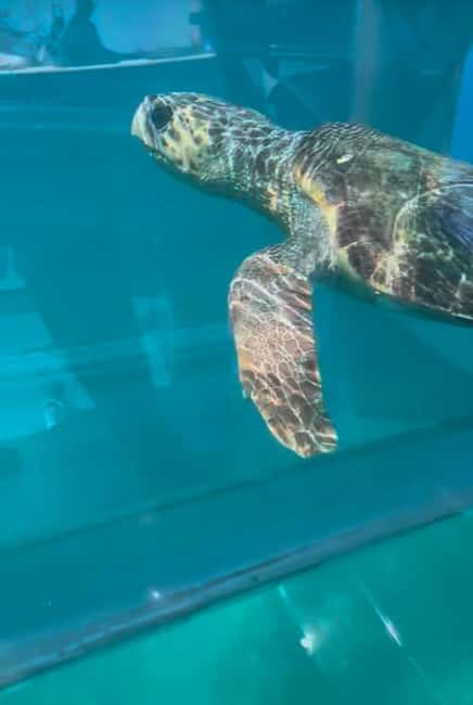 Zakynthos: Glass Boat Swimming Tour with Turtle Spotting - Key Points