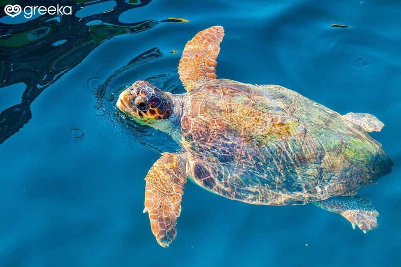 Zakynthos: Laganas, Keri, & Marathonisi Turtle Spotting Tour - Key Points