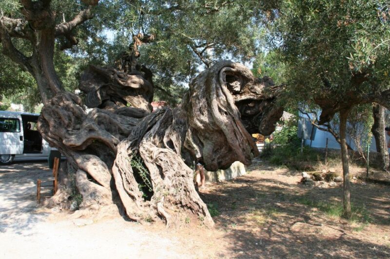 Zakynthos: Shipwreck Beach with Blue Caves Land & Sea Tour - Experienced Guides and Customer Satisfaction