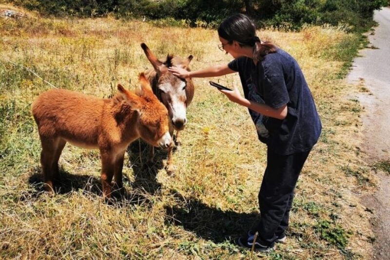 Zakynthos Sunset Tour to Kampi with Greek Night! - Exploring the Old Olive Tree Location and Local Product Tastings