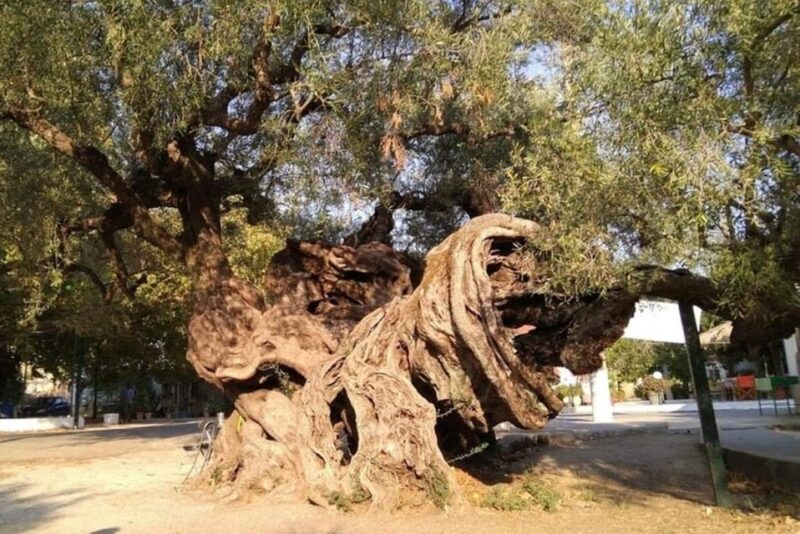 Zakynthos Sunset Tour to Kampi with Greek Night! - Logistics, Pricing, and Additional Costs