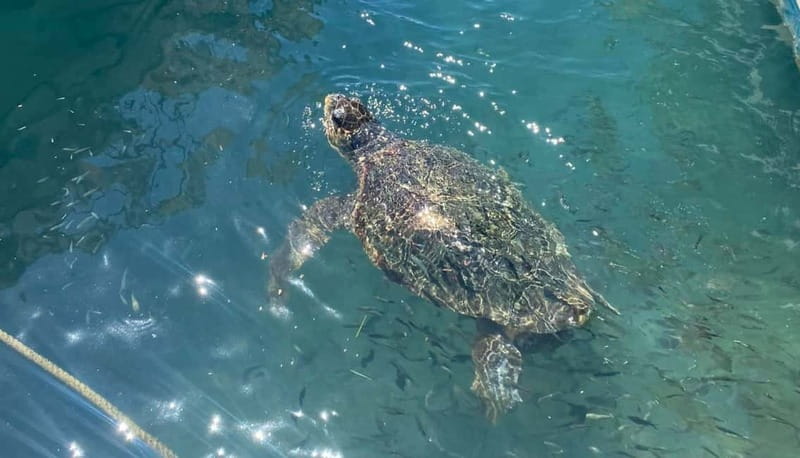 Zakynthos: Turtle Island, Cameo and Keri Caves + Transport - Spotting Caretta Caretta Turtles in Their Natural Habitat