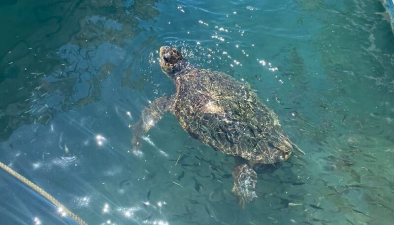 Zakynthos: Turtle Island, Cameo and Keri Caves + Transport - Exploring the Majestic Keri Caves and Coastline