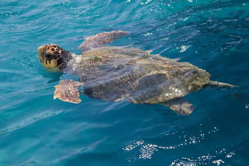 Zakynthos: Turtle Spotting Cruise with Glass-Bottom Boat - Key Points