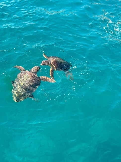 Zakynthos: Turtle Spotting Cruise with Glass-Bottom Boat - Sightseeing at Cameo Islet and Its Historic Backstory