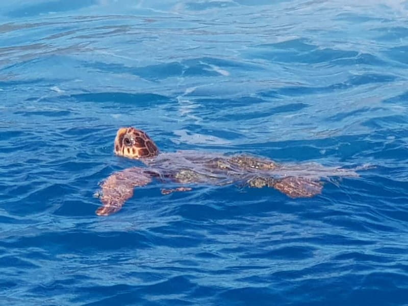 Zakynthos: Turtle Spotting Cruise with Glass-Bottom Boat - Turtle Sightings and Marine Conservation