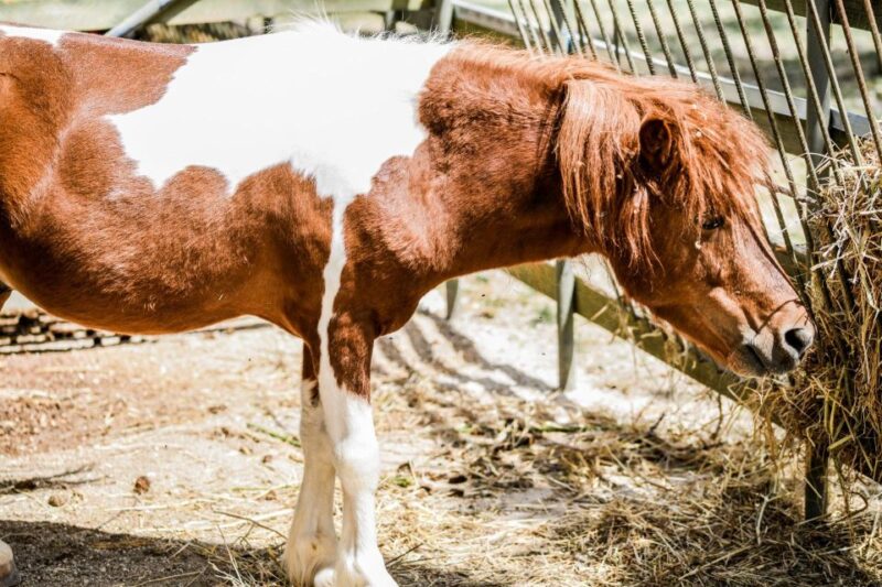 Zante: Half-Day Tour to Navagio, Blue Caves & White Beach - Marine and Cave Exploration with Swimming Opportunities