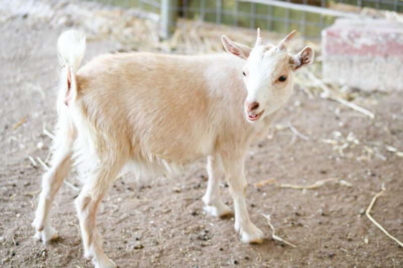 Zante: Half-Day Tour to Navagio, Blue Caves & White Beach - Comfortable Transportation and Meeting Arrangements