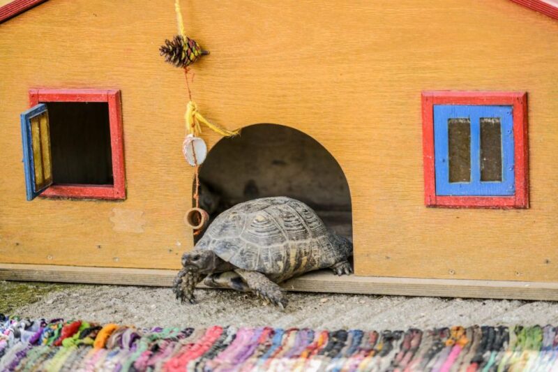 Zante: Half-Day Tour to Navagio, Blue Caves & White Beach - Practical Tips for a Smooth Experience