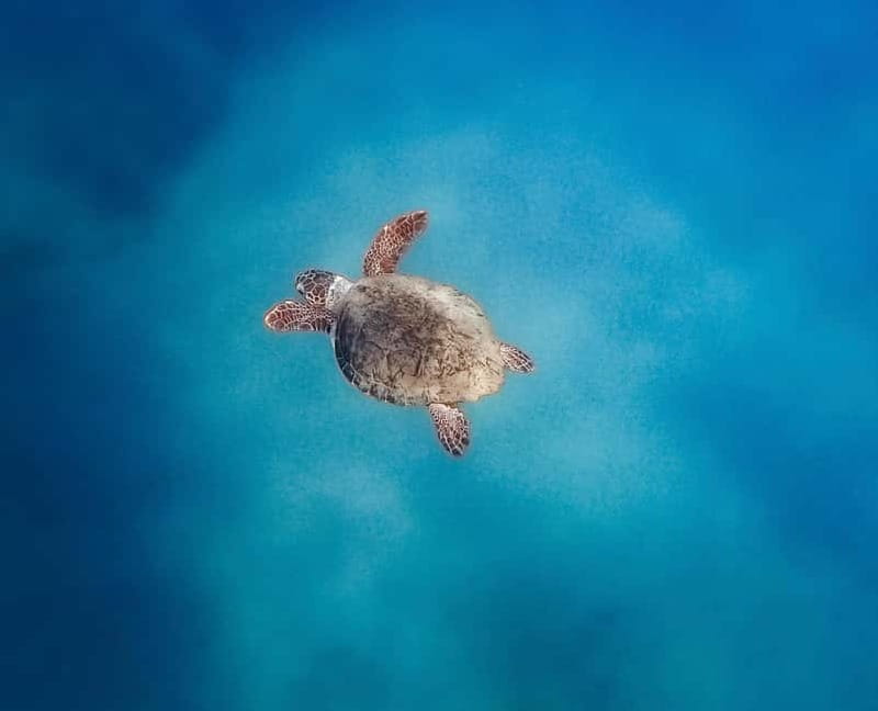 Zante Private Boat: Marathonisi, Keri Caves, Mizitres (max5) - Key Points