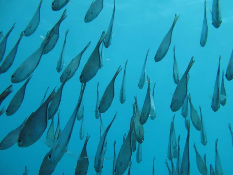 Zanzibar: 2-Day PADI Dive Into Paradise on a Scuba Tour - The Physical and Practical Aspects of the Tour