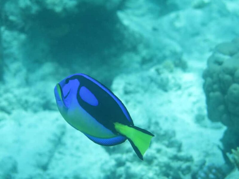 Zanzibar: 2-Day PADI Dive Into Paradise on a Scuba Tour - Experience the Marine Environment of Zanzibar