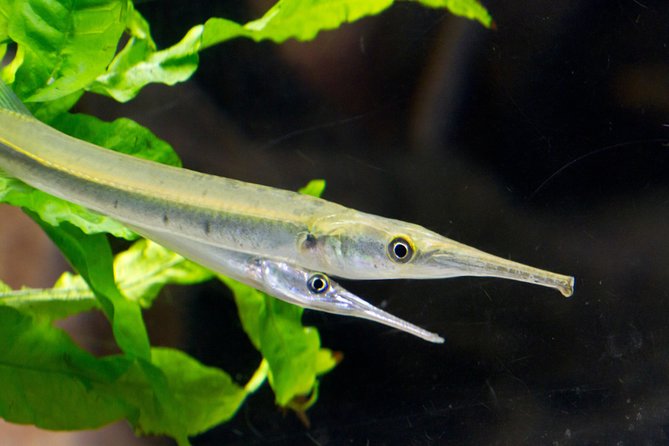 Zaragoza Aquarium Admission Ticket - Highlights: Main Features and Notable Exhibits