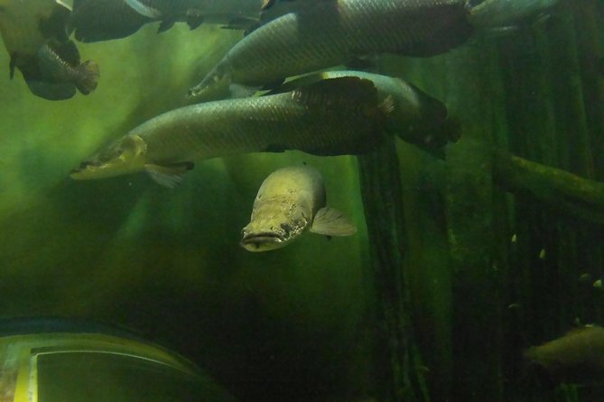 Zaragoza Aquarium Admission Ticket - Practical Tips for Visiting the Zaragoza Aquarium