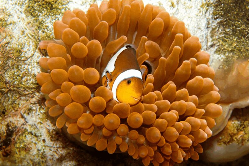 Zaragoza : Aquarium entry ticket - Discover Over 6,000 Marine Creatures and 350 Species