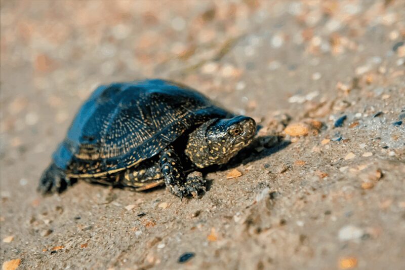 Zaragoza : Aquarium entry ticket - The Top Floor Aquarium Restaurant with City Views