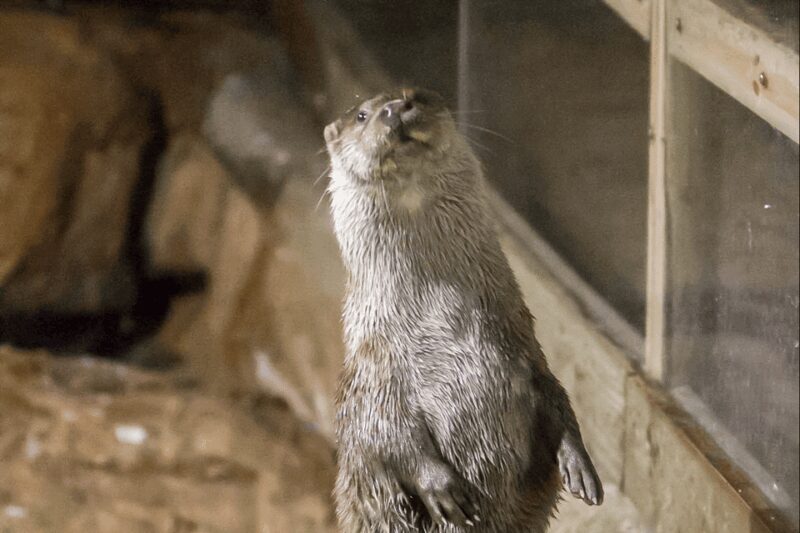 Zaragoza : Aquarium entry ticket - Practical Details for Visitors