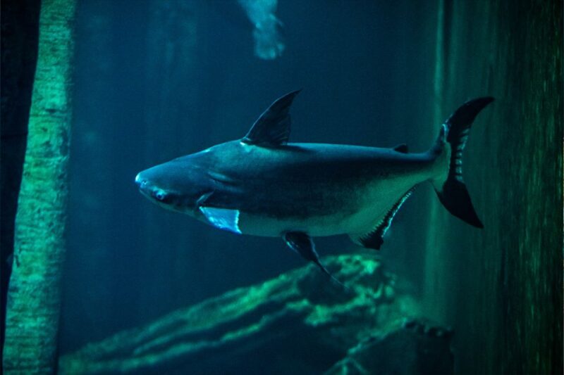 Zaragoza : Aquarium entry ticket - Why This Aquarium Offers a Unique, Educational Experience