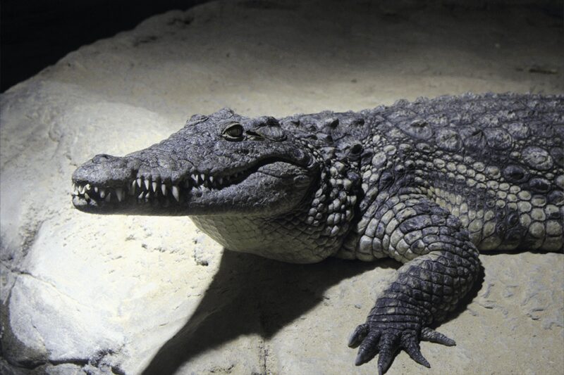 Zaragoza : Aquarium entry ticket - Final Thoughts on Visiting Zaragoza’s River Aquarium