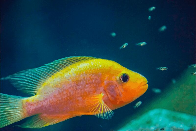 Zaragoza : Aquarium entry ticket - Frequently Asked Questions