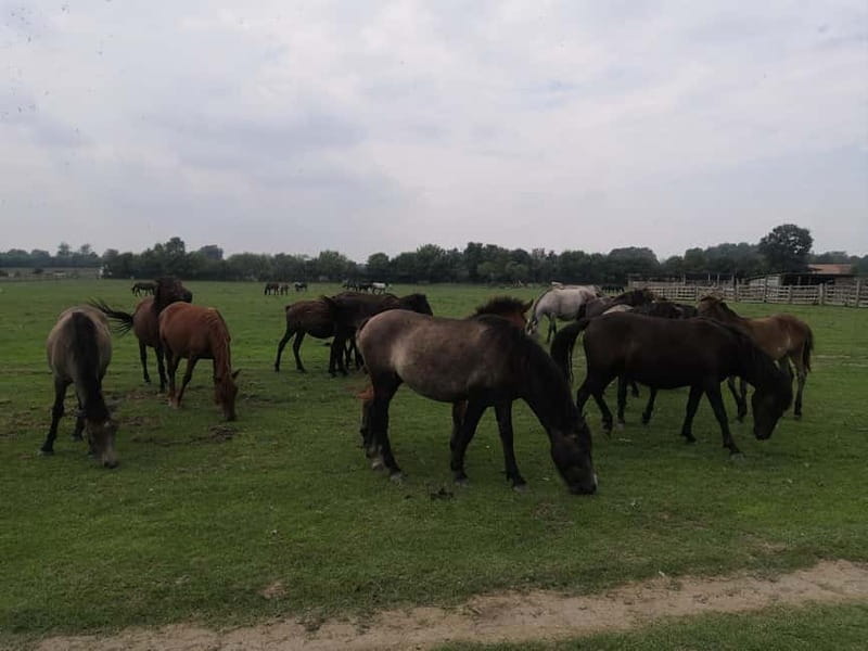 Zasavica Safari Tour - Tasting Authentic Serbian Food from Zasavica Farm