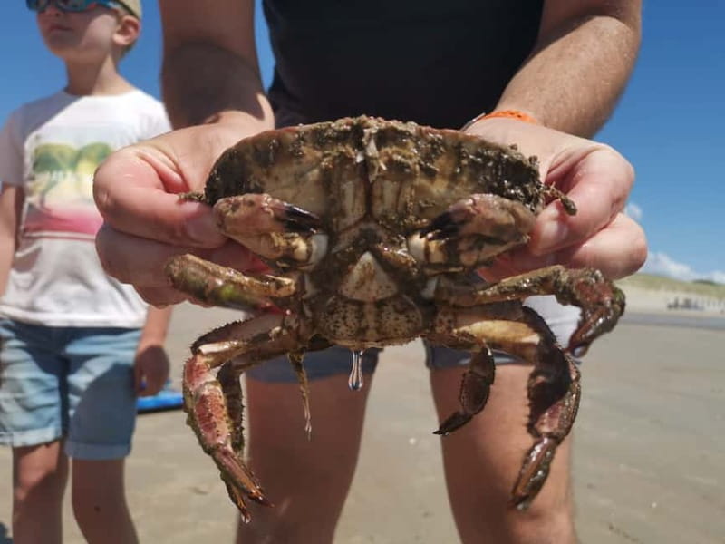 Zeeland Strand safari met visnet NL/DE - What Makes the 2-Hour Beach Safari Stand Out