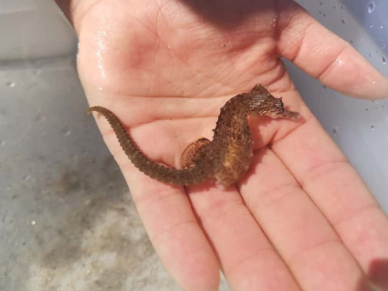 Zeeland Strand safari met visnet NL/DE - Stories, Fun Facts, and the Guide’s Expertise