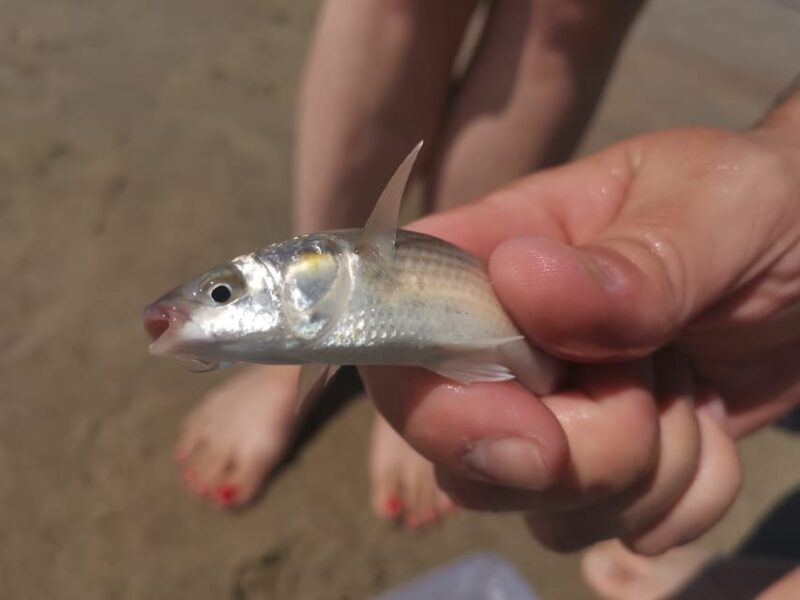 Zeeland Strand safari met visnet NL/DE - Suitable Conditions and Weather Considerations