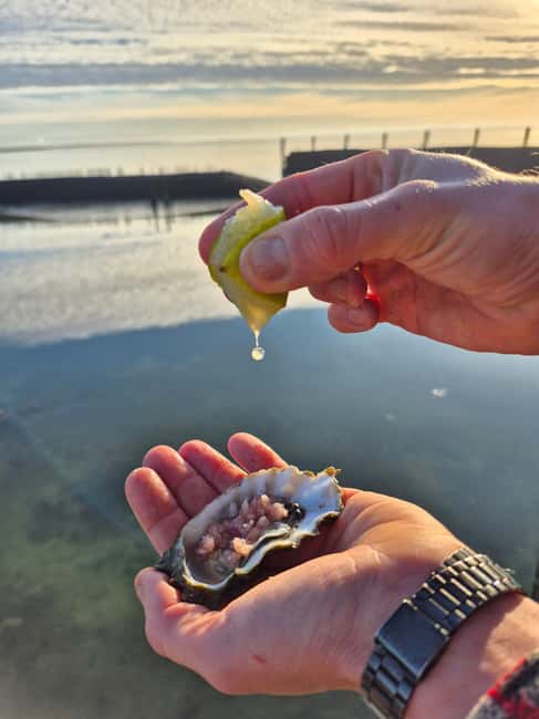 Zeeland Wild Oyster Picking Tour with drink and BBQ. - The Logistics: Meeting, Timing, and What to Bring