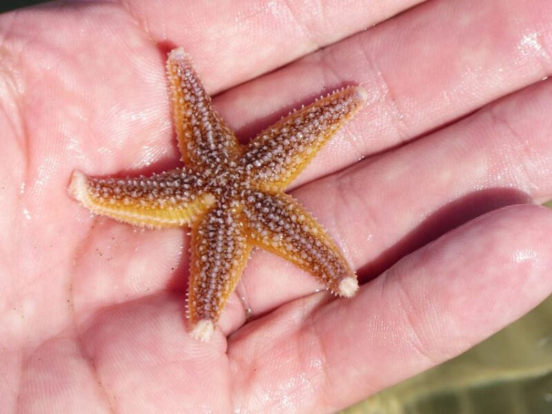 Zeeland Zeehonden strand safari NL/DE - Zeeland Zeehonden strand safari NL/DE: A Close-Up Look at Marine Life