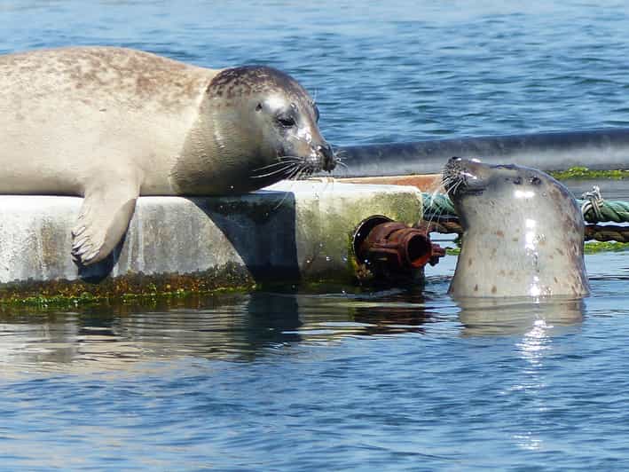 Zeeland Zeehonden strand safari NL/DE - Key Points