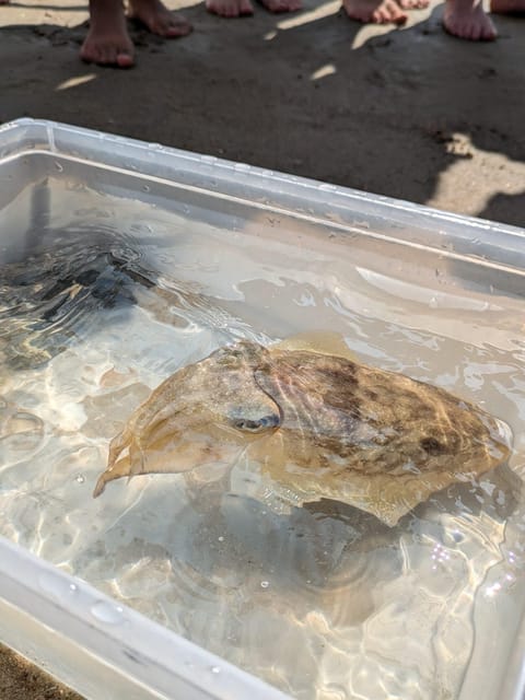 Zeeland Zeehonden strand safari NL/DE - Encountering Marine Animals and Shells on the Shore