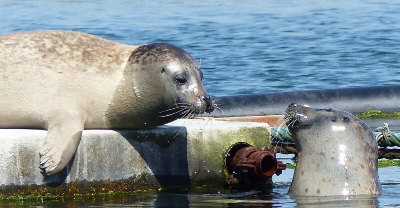Zeeland Zeehonden strand safari NL/DE - What to Expect from the Tour Experience
