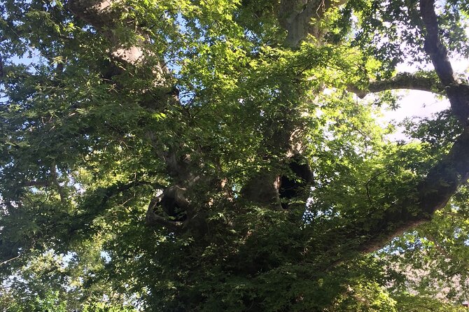 Zeuss Birthplace- Old Villages-Olive Oil Factory- Small Group - Discovering the Wonders of Knossos Palace (Optional)