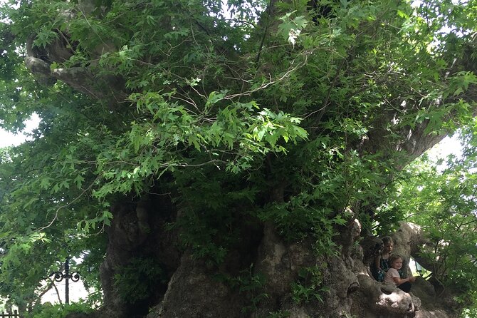 Zeuss Birthplace- Old Villages-Olive Oil Factory- Small Group - Customization and Flexibility: Tailor the Tour to Your Interests