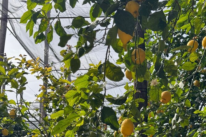 Zì Teresa Lemon Food Tasting Activity - Discover the History of the Galano Familys Lemon Groves